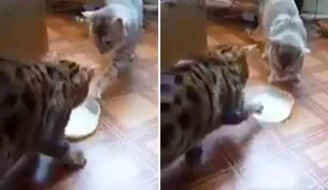 Una joven grabó el preciso momento en que su gatito movió su envase lleno de leche para invitarle a su ‘hermano’ y así disfrutarlo juntos. Foto: captura de Facebook