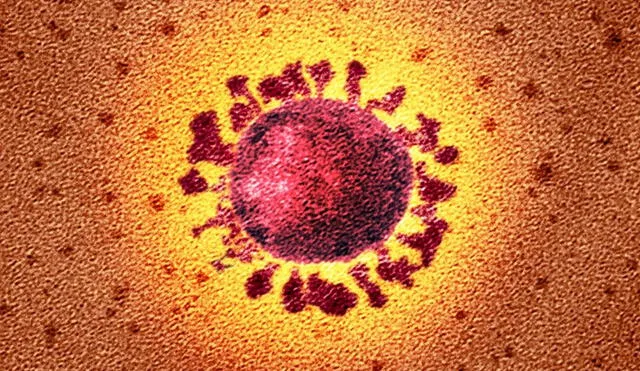 El coronavirus SARS-CoV-2 visto con un microscopio electrónico de transmisión. Foto: National Infection Service/SPL