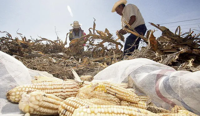 Impacto. La reapertura de las economías desarrolladas solo ocasionó añadir presión a los productores de alimentos de todo el mundo, advirtió la FAO. Foto: EFE