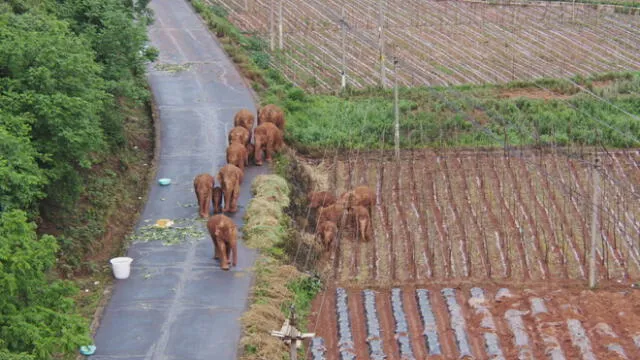 Una manada de 15 elefantes emprendió una larga marcha de centenas de kilómetros en el suroeste de China. Foto: captura de Twitter/@CGTNOfficial