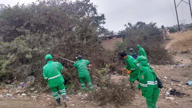 Personal de Áreas Verdes procedieron a eliminar vegetación. Foto: MDP