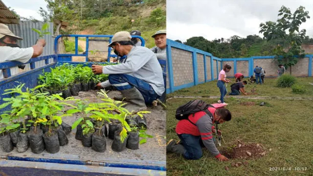 Con plantones de diversas especies continúa campaña de reforestación en San Martín. Foto: Goresam