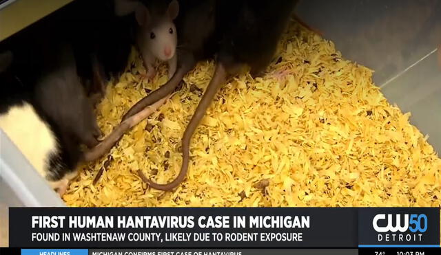 Las infecciones por hantavirus están vinculados con actividades que ponen a los humanos en contacto con roedores contagiados. Foto: captura de pantalla/CW50