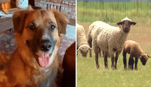 Los dueños se sorprendieron al ver a su perro convertido en todo un pastor de ovejas. Foto: captura de Facebook
