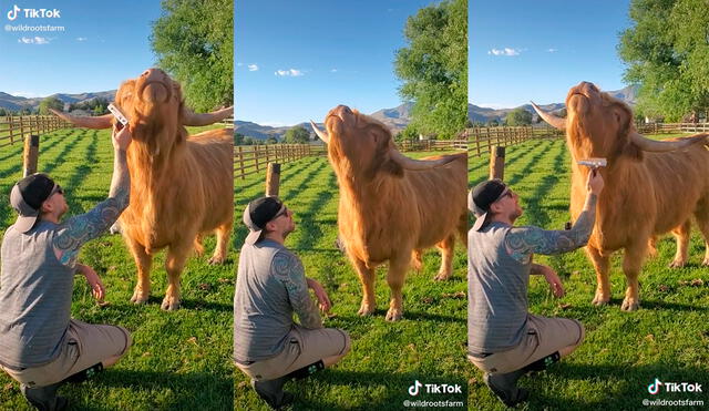 El granjero decidió compartir con sus seguidores las imágenes que detallan cómo el animal disfruta de ser cepillado. Foto: captura de TikTok
