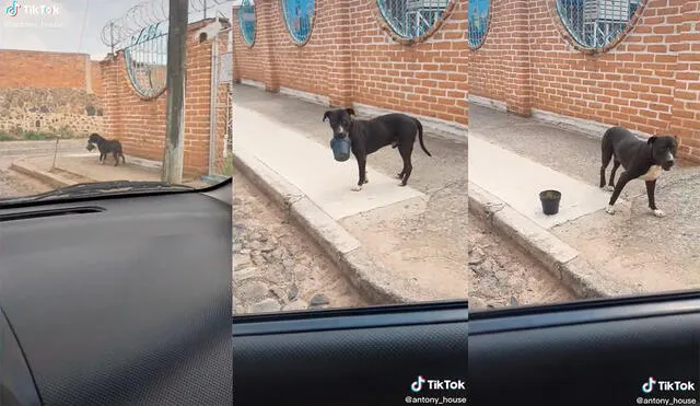 El hombre se transportaba en su automóvil cuando en el camino encontró al canino con una de sus macetas extraviadas. Foto: captura de TikTok