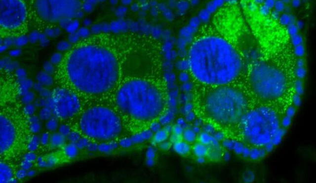 Ovarios de un mosquito. En azul, el ADN de insecto, en verde, la bacteria Wolbachia. Foto: eliminatedengue.com
