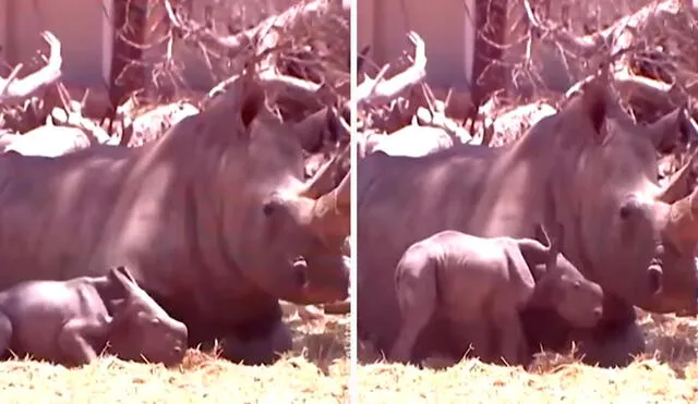 Los trabajadores de un refugio captaron la amorosa acción de un pequeño rinoceronte al permanecer junto a su mamá para no estar sin su compañía. Foto: captura de YouTube