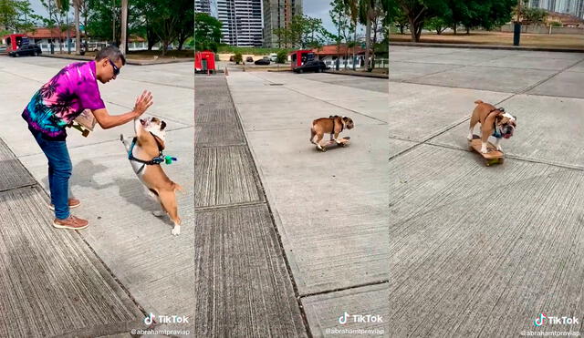 TikTok viral: Mujer graba cómo su pareja saca a pasear a su mascota ...