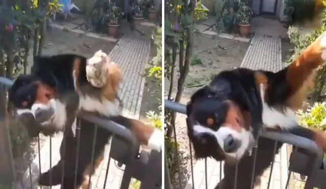 A diario, un perrito se coloca en la entrada de su casa para ver a su vecino y recibir unas caricias de su parte. Foto: captura de TikTok