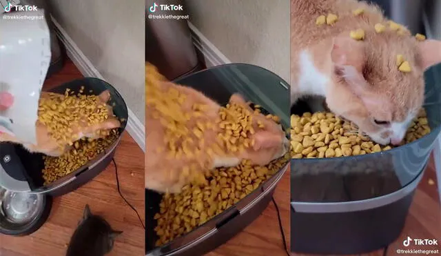 Su dueña se sorprendió por la inusual conducta que tiene su mascota cuando va a comer. Foto: captura de TikTok