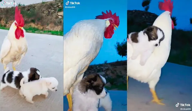 La inusual actitud del ave, que decidió cuidar a los perros, cautivó a miles de cibernautas. Foto: captura de TikTok