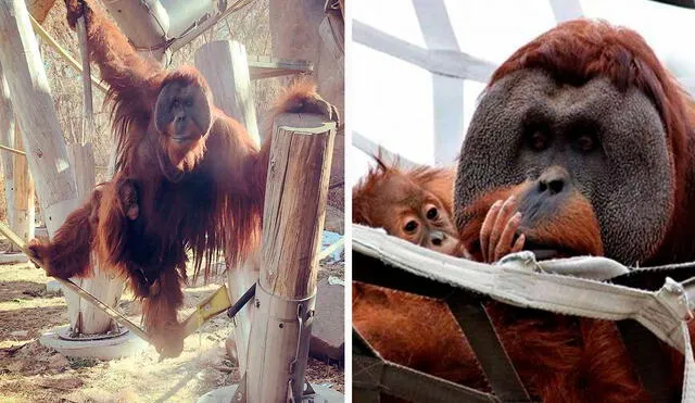 Los trabajadores de un zoológico quedaron cautivados con la acción de un orangután al proteger a su cría. Foto: Denver Zoo/ Facebook