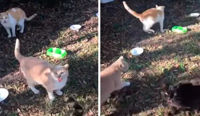 Una joven se llevó una sorpresa al descubrir a unos gatitos abandonados que se habían escondido en el patio de su nuevo hogar. Foto: captura de Facebook