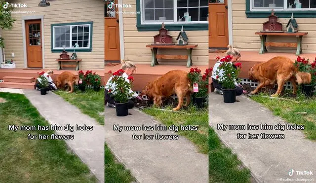 La mujer sorprendió con la enternecedora dinámica que tuvo para sembrar flores con la ayuda de su mascota. Foto: captura de TikTok