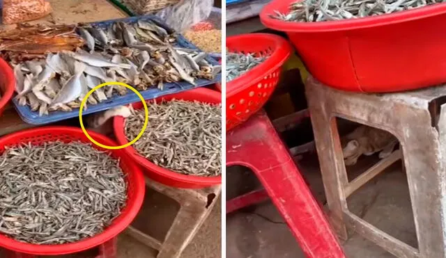 Un gatito aprovechó la distracción de un vendedor para agarrar unos pescados que estaban dentro de una tina; sin embargo, fue descubierto. Foto: captura de Facebook