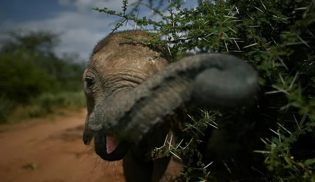 La embestida del elefante que se separó de su manada ocurrió en Sudáfrica. Foto: AFP/referencial