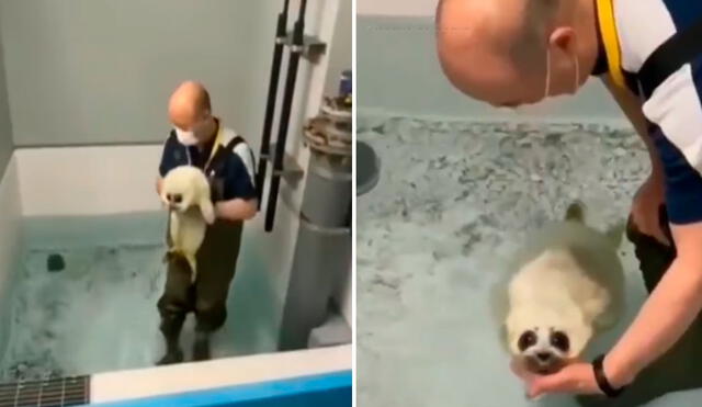 Los trabajadores de un acuario se encargaron de cuidar a la pequeña foca, debido a que su madre la abandonó en la orilla del mar en Japón. Foto: captura de YouTube