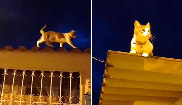 Una gatita aprovechó la distracción de su dueña para escapar de su casa; sin embargo, su plan se vio arruinado cuando su dueña la atrapó. Foto: captura de Facebook