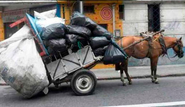 El Congreso de Colombia aprobó el proyecto de ley que promueve la sustitución gradual de los vehículos de tracción animal. Foto: Zoocloud