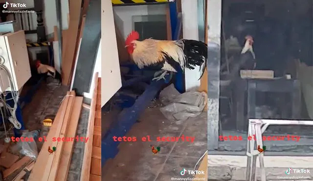 El ave sorprendió a miles de cibernautas al ser captado por su dueño cuando 'supervisaba' el local. Foto: captura de TikTok