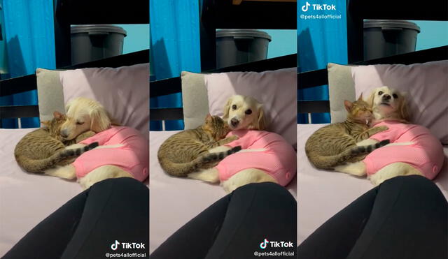 La adorable interacción del perro con el minino ha cautivado a miles de cibernautas. Foto: captura de TikTok