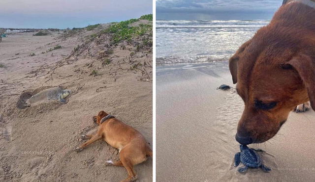 Un joven captó el preciso momento en que un perrito se acercó a una tortuga para cuidarla, asimismo, vio como ayudaba a las crías a llegar a la orilla. Foto: Solovino_Dog/ Facebook