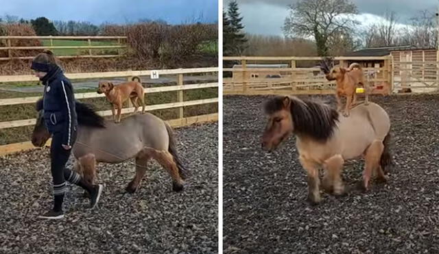 La amistad entre estos animales cautivó a miles de usuarios. Foto: captura de YouTube