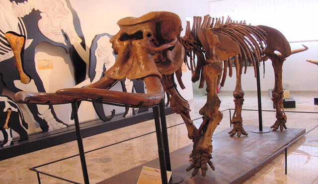 Reconstrucción de un esqueleto de elefante enano casi completo encontrado en la cueva Puntali. Foto: archivos del Museo Geológico Gemmellaro