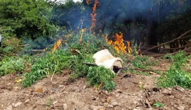 Las plantaciones fueron erradicadas e incineradas. Foto: PNP