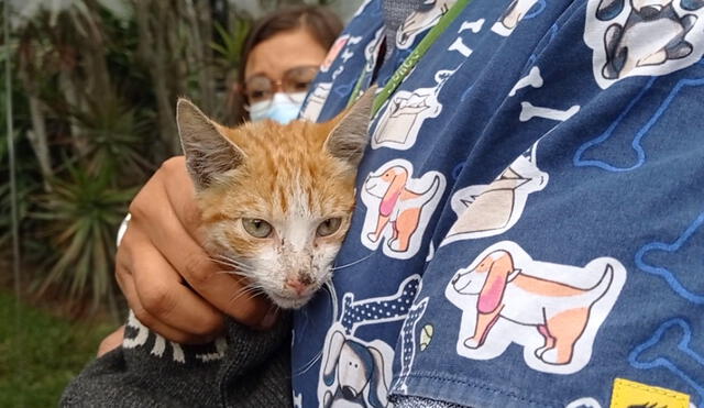 Mascota, de aproximadamente 5 meses de nacido, fue estabilizado en clínica veterinaria. Foto: Municipalidad de Surco