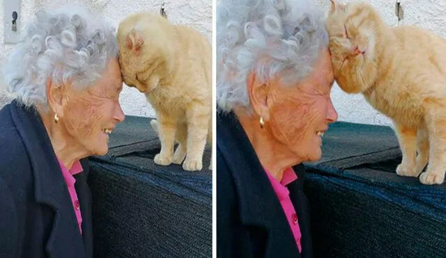 Una mujer de la tercera edad nunca perdió las esperanzas de volver a ver a su gato que se extravió a consecuencia del caos de un terremoto en Italia. Foto: Mimma Bei/ Facebook