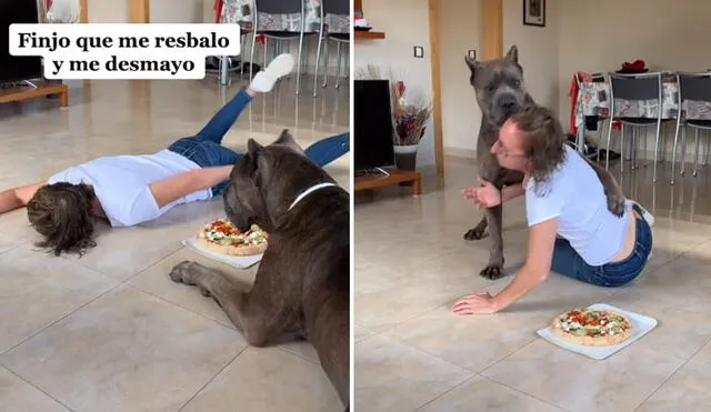 La reacción del can sorprendió a más de uno en las redes sociales. Foto: captura de TikTok