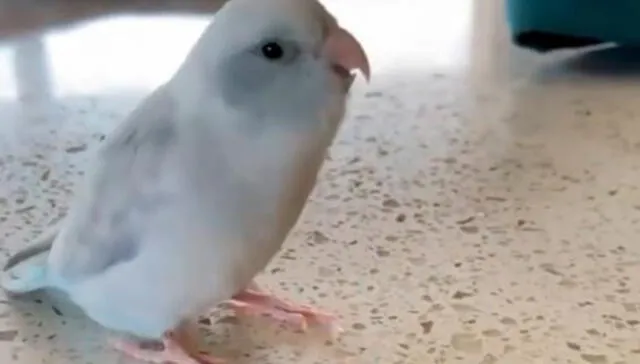 En el clip, el pájaro aparece demostrando su cariño a los humanos que lo cuidan. Foto: captura de Instagram