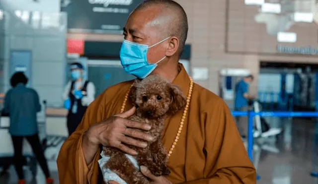 El monje cuida a 8.000 perros en su templo y en un refugio de los suburbios de Shanghái, donde el cambio del estilo de vida trae aparejado el abandono de animales. Foto: AFP