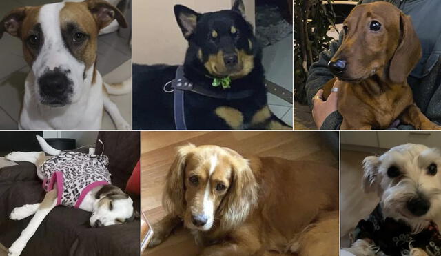 Hasta seis mascotas fueron reportadas como extraviadas por sus dueños. Foto: difusión
