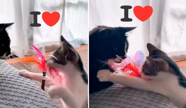 Un travieso gatito quería llamar la atención de su ‘hermano’ que estaba echado en el mueble, por ello, le llevó su juguete. Foto: captura de TikTok