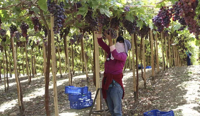 La variedad de uva exportada es Red Globe . Foto: Midagri
