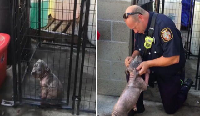 El bombero se convirtió en el salvador de este perrito y le brindó un nuevo hogar. Foto: Departamento de Bomberos de Sacramento