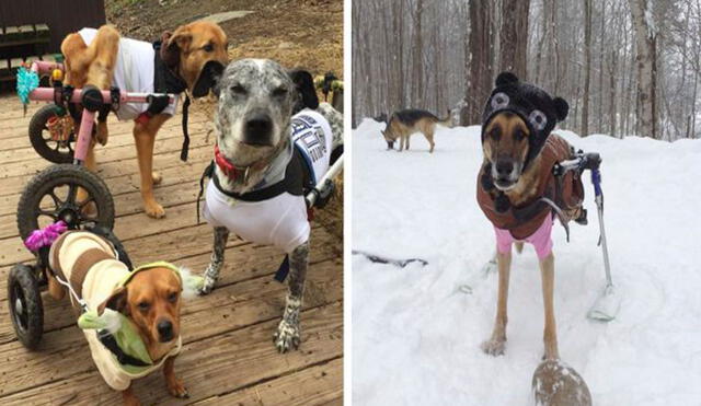 Una mujer sufrió la pérdida de su querida mascota, desde entonces se encargó de cuidar en su hogar a unos perritos con discapacidad. Foto:  The Fowler Herd/ Facebook