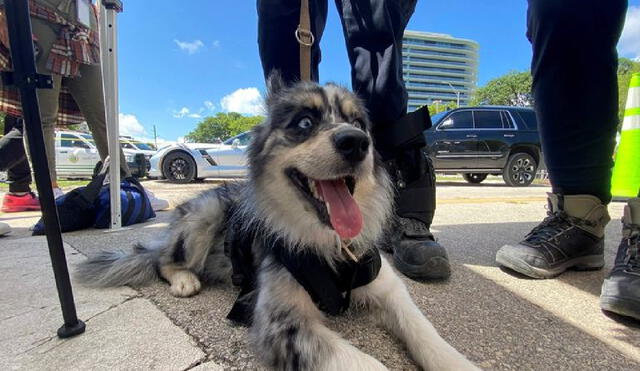 El dueño de Oreo no está autorizado a decir si su perra detectó supervivientes. Foto: AFP