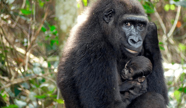 El bebé gorila, que aparentemente está sano, habría nacido en la noche del 13 al 14 de junio. Foto: AFP