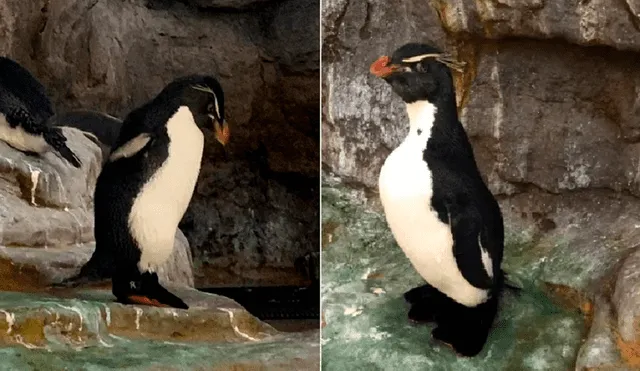El pingüino penacho amarillo del sur ha vivido más allá de su esperanza de vida y necesitaba zapatos terapéuticos. Foto: captura de Facebook
