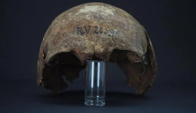 El cráneo del cazador-recolector que fue mordido probablemente por un castor portador de la peste predecesora Y. pseudotuberculosis. Foto: Dominik Goldner, Bgaeu, Berlín