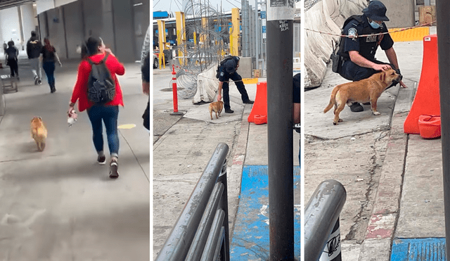 El pequeño perrito cruzó el límite fronterizo entre México y EE.UU. Foto: captura de Facebook/ Diana Díaz