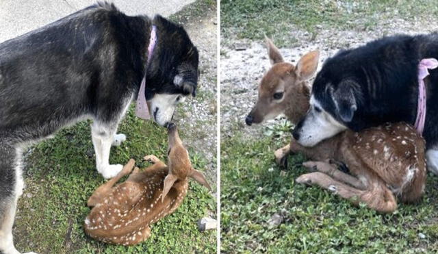 Un joven encontró a una cierva que estaba herida en su patio, pero no imaginó que su perrita tendría un amoroso gesto al tratar de protegerla. Foto: Patpollifronemusic/ Facebook