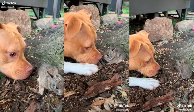 El can sorprendió a su dueña con su adorable comportamiento para no espantar al conejo. Foto: captura de TikTok