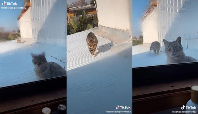 Su mascota se percató de la situación y acechó lentamente al otro minino. Foto: captura de TikTok