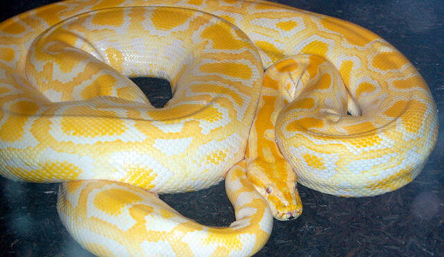 El reptil fue identificado como una pitón reticulada albina, una especie no venenosa de serpiente. Foto: Vice