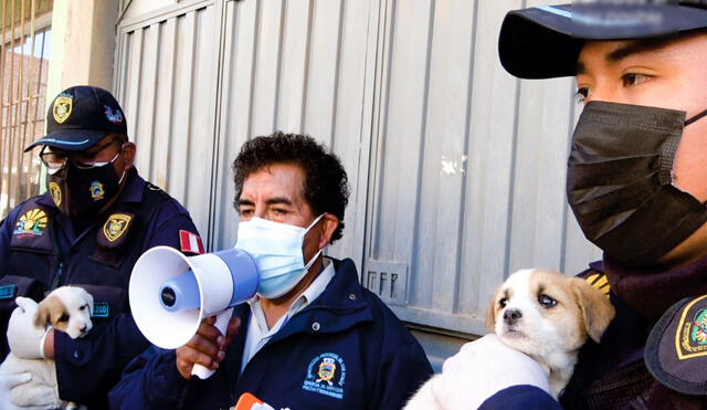 Perros fueron entregados a colectivo animalista para su protección. Foto: Municipalidad de San Román